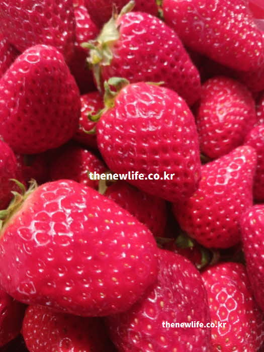 딸기 효능 요리 활용