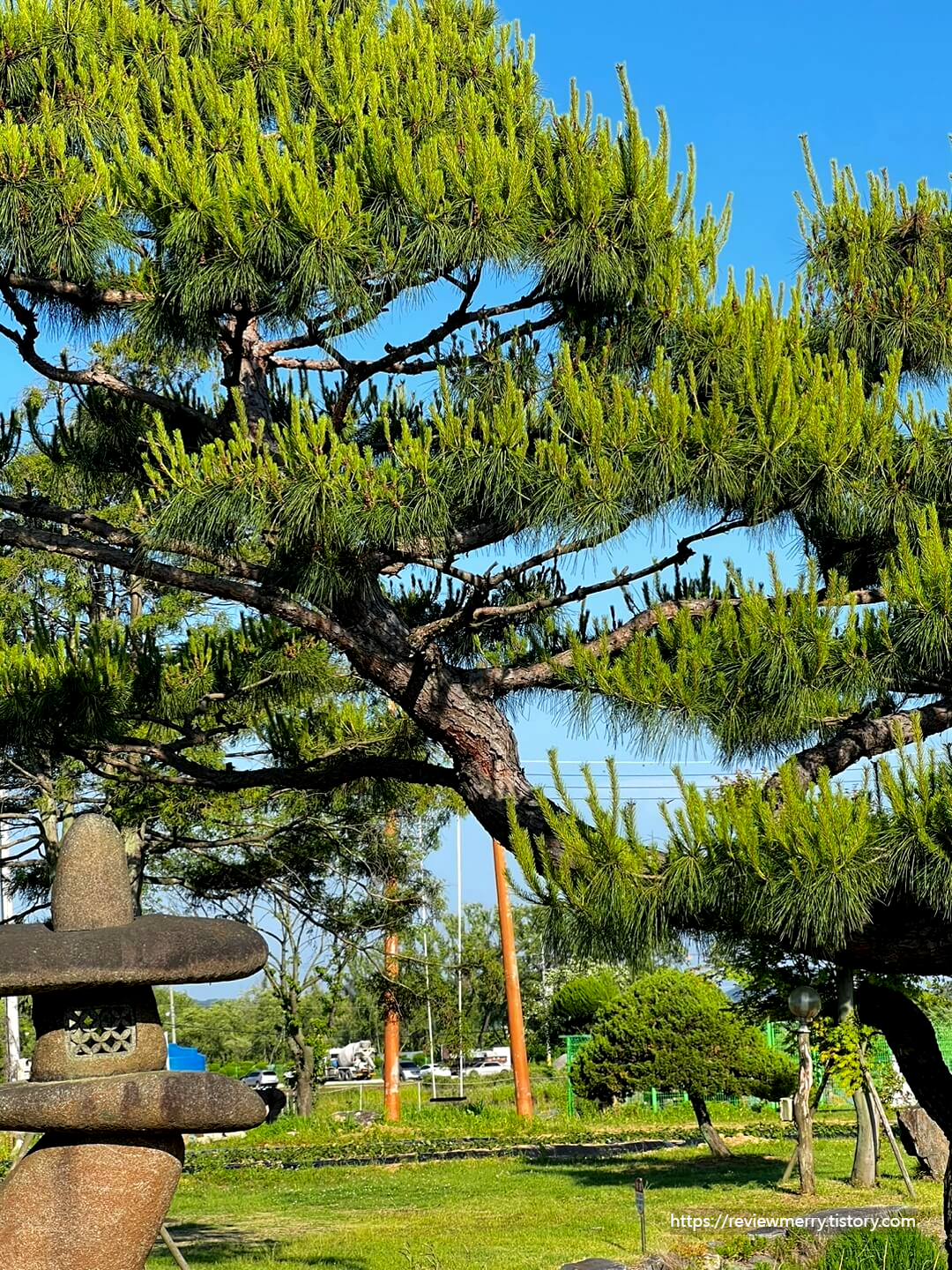 가게 앞 소나무
