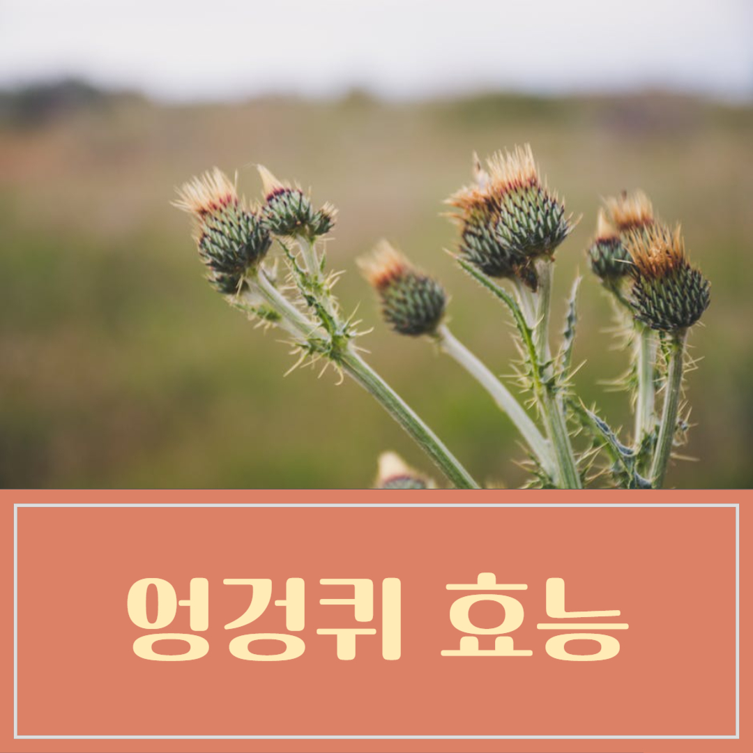 엉겅퀴 밀크시슬 효능 부작용
