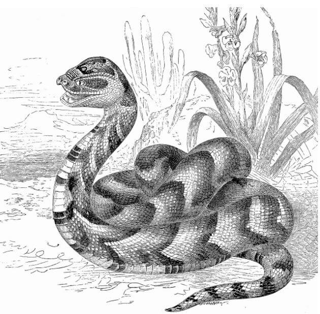 또아리를 트고 있는 뱀의 모습