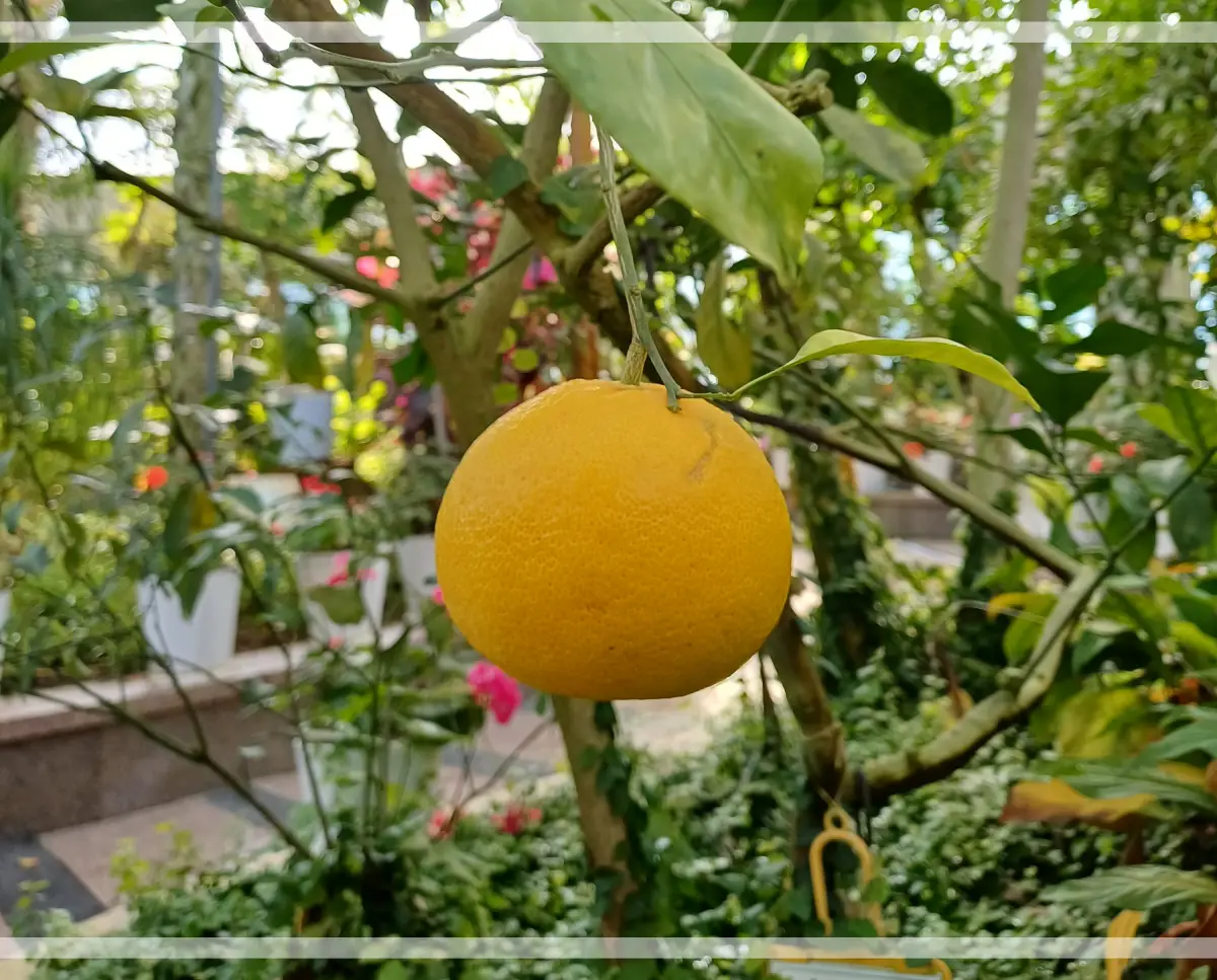 금강수목원-온실