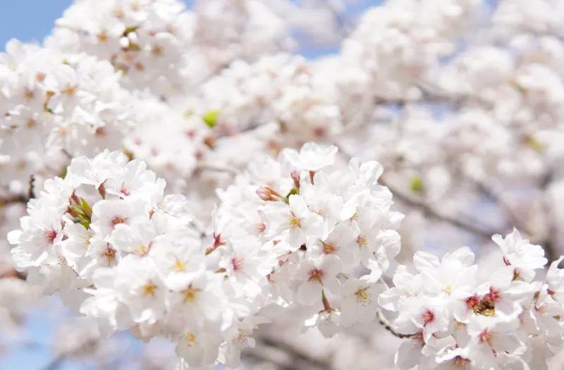 벚꽃 보러가기 해외 여행지 2탄 - 7