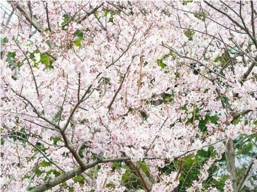 여의도 한강공원 벚꽃축제(윤중로)
