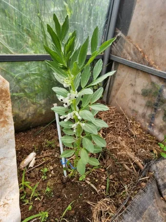 잠두콩 재배 저온 발아 지주 설치 꼬투리 관리_14