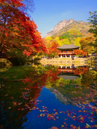 2025 내장산 단풍 절정시기 &amp; 난이도별 등산코스 TOP 5 완벽 정리