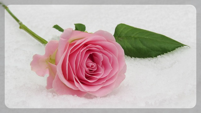 빼빼로데이 선물