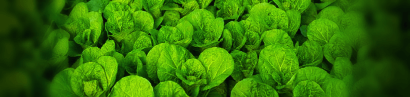 얼갈이배추-사진