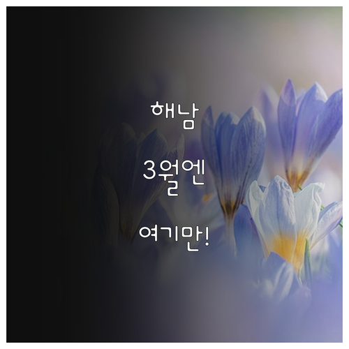 3월 전남 해남 여행지 추천 보해매실..