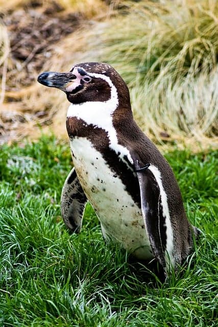 &ldquo;아금아금&rdquo; &ndash; 느리지만 성실한 걸음을 표현한 단어의 아름다움