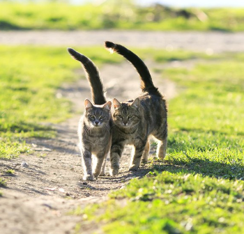 고양이 두 마리가 붙어서 걷고 있다.