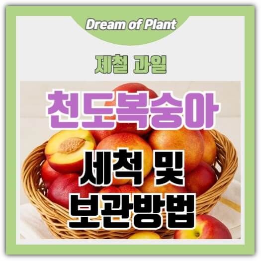 천도복숭아 보관방법 썸네일 이미지
