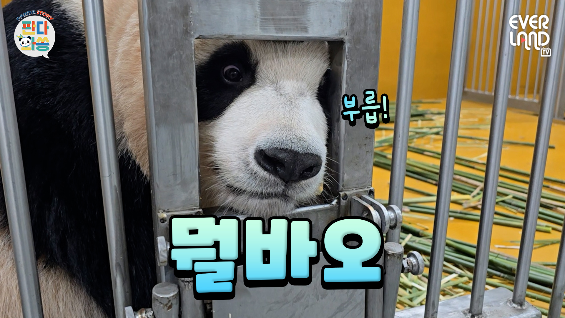 이렇게 귀여운 거 처음 바오?｜#판다와쏭 #254