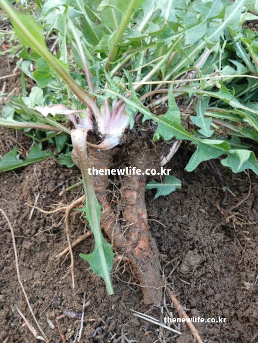 민들레 효능 피로 해소 실리마린