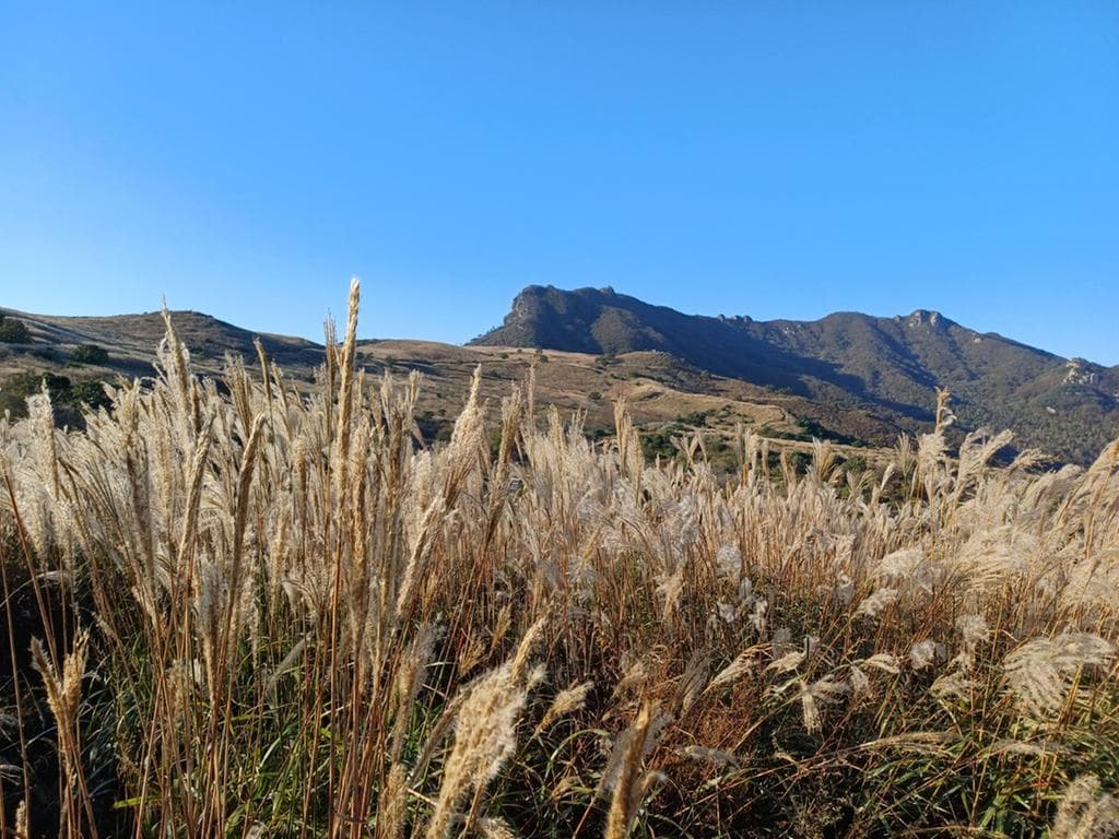[경남 합천] 지역 가을 축제❘황매산 억새 축제❘기간, 일정, 실시간 개화 현황