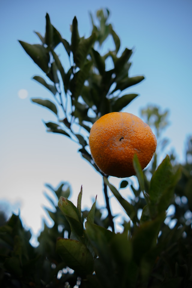 한라봉 꼬마과 소과 가성비 맛 장점