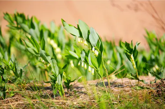 둥굴레 효능과 부작용&amp;#44; 먹는 방법