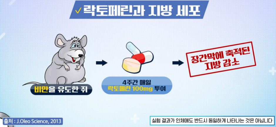 락토페린 효능