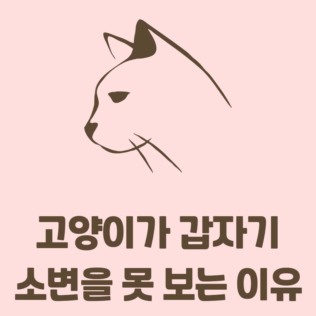 고양이가 갑자기 소변 보기 힘들어 한다면? 그 원인과 치료법 알아보기