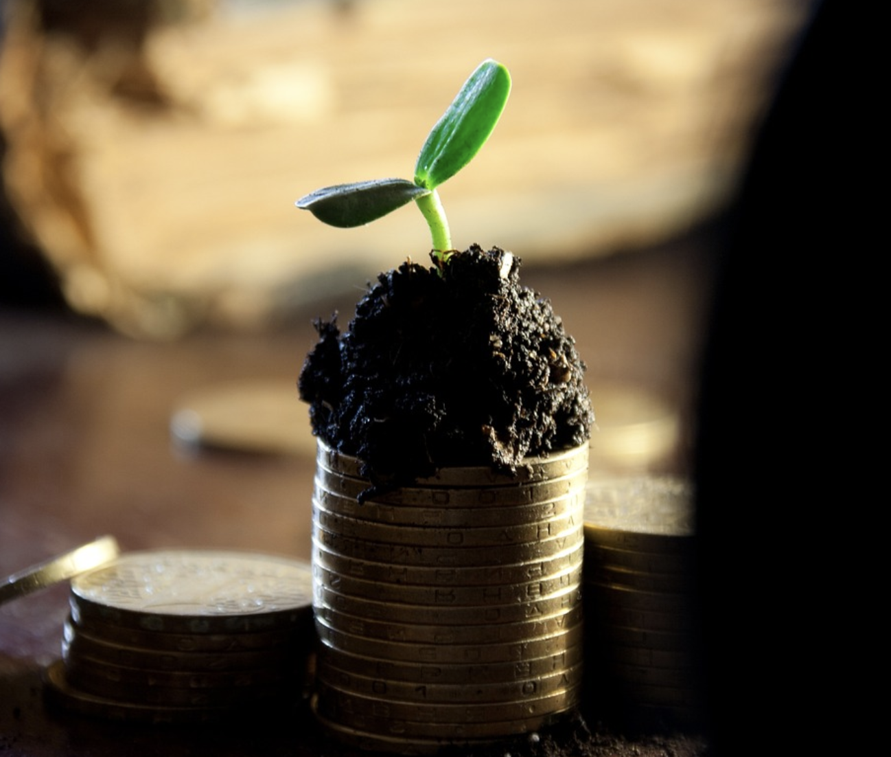 쌓인 동전 위에 새싹이 피어나는 사진