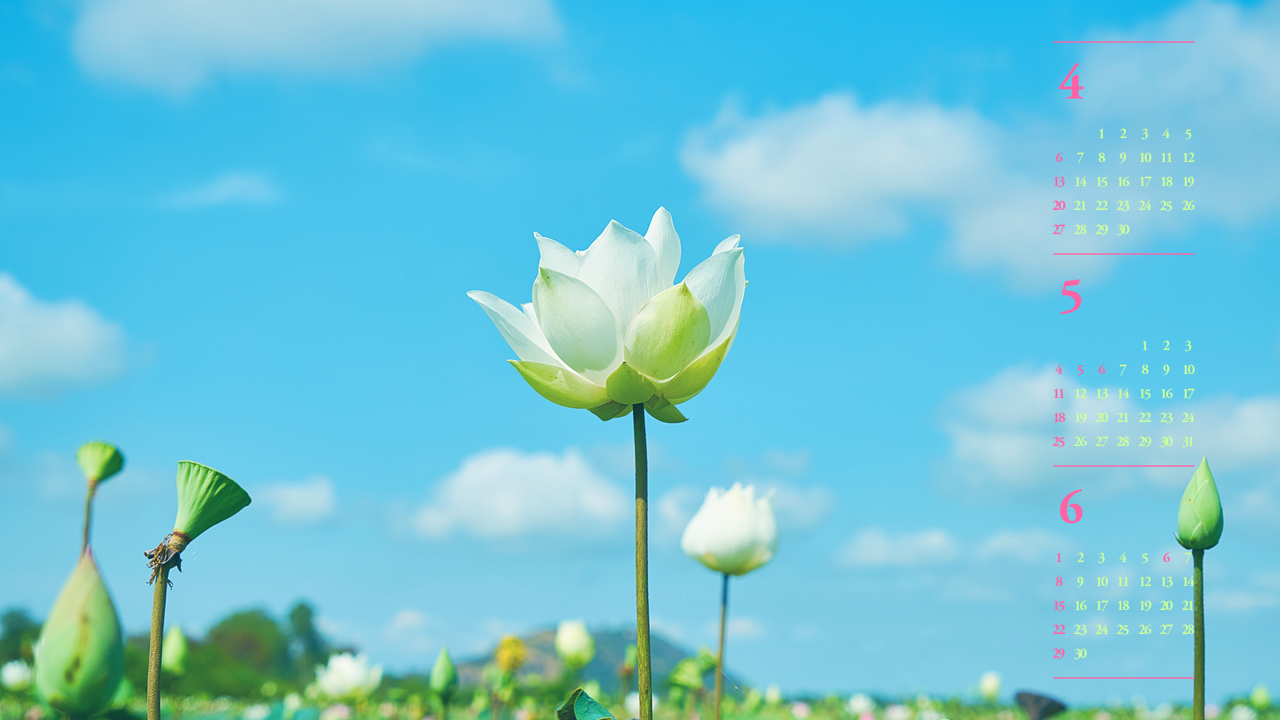 02 백련 하늘배경 B - 2025년5월 노트북배경화면