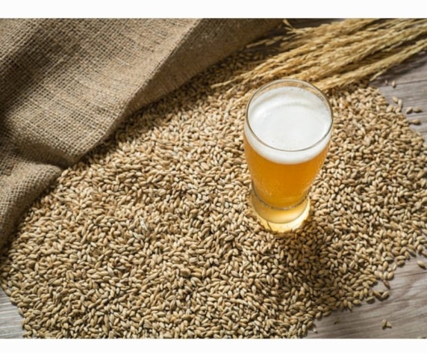 맥주효모 사진