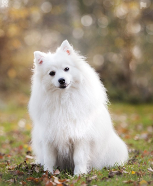 세계의 특이한 직업견 소개
