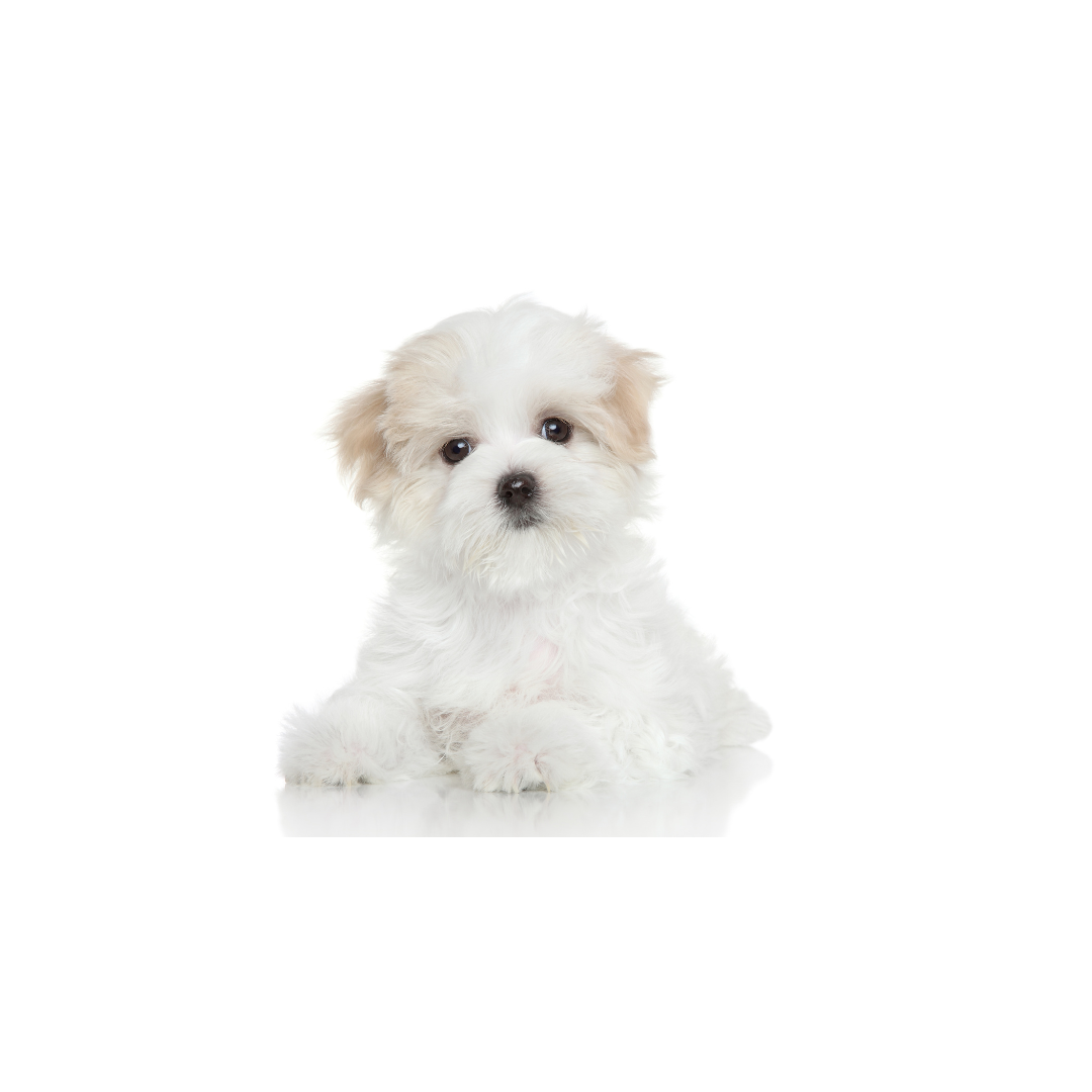 강아지 나이 계산법과 이에 따른 건강 관리법 알아보기