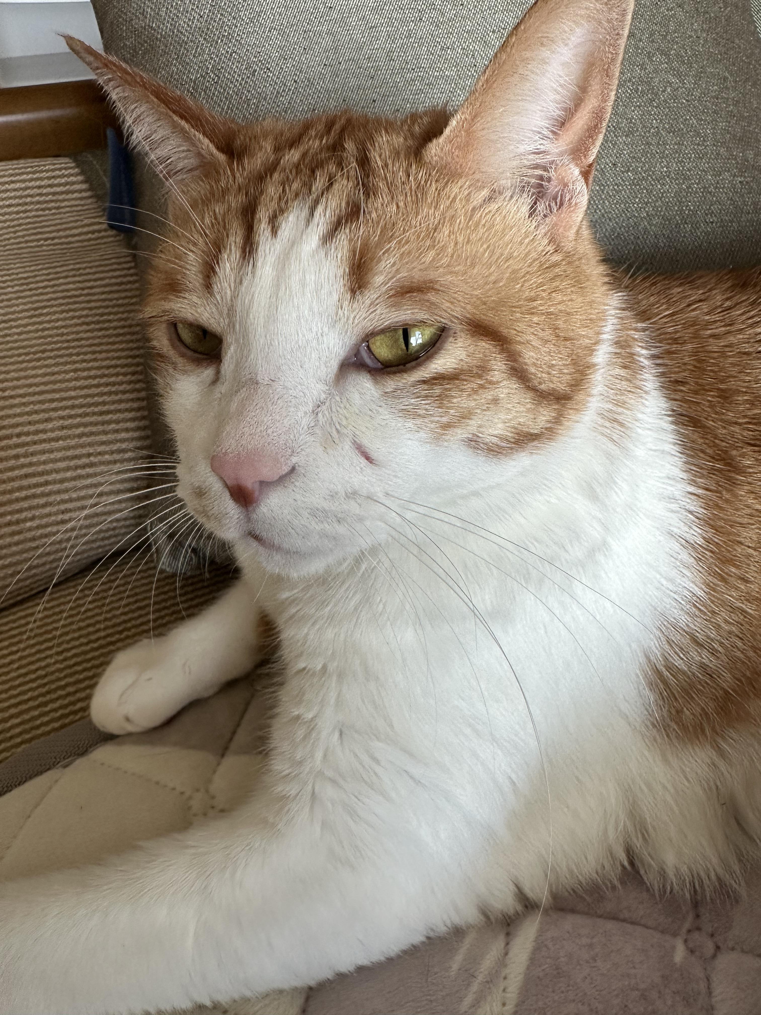 덤벙대다 상처난 막둥이 (feat. 아이폰사진VS갤럭시사진)