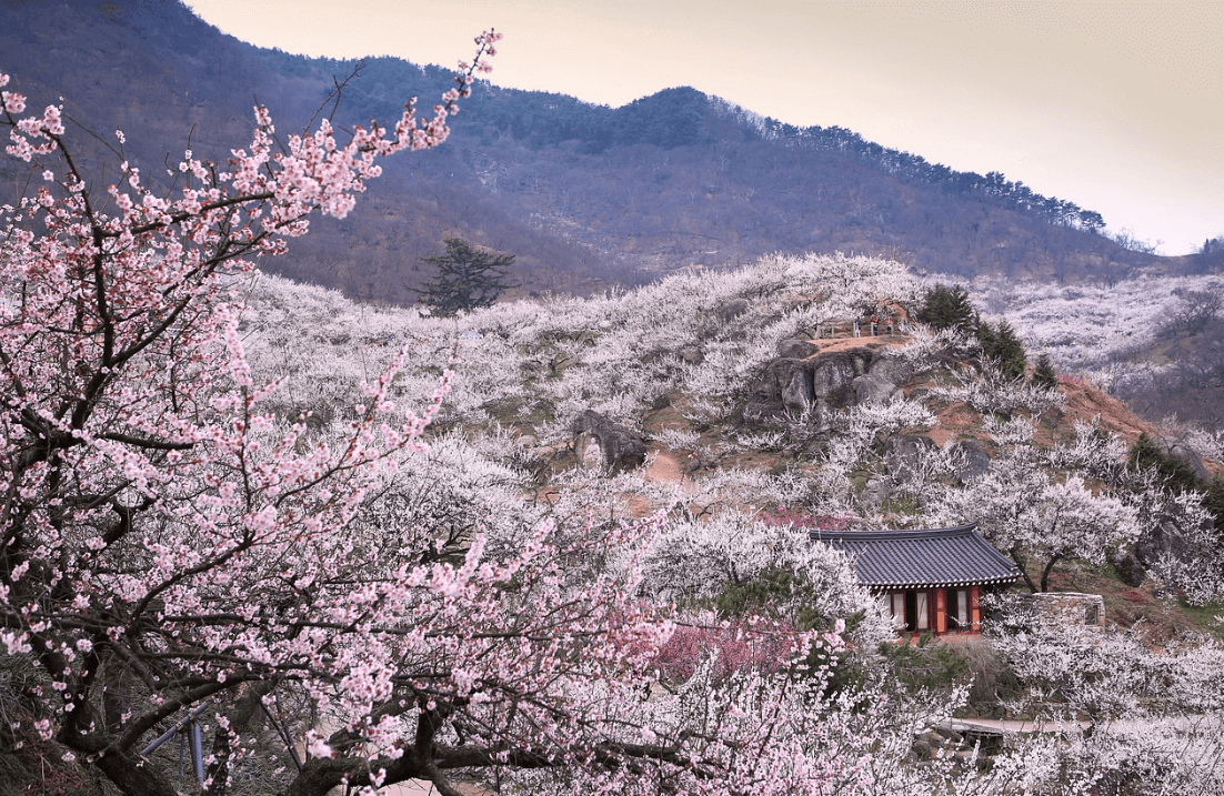 광양 매화마을 경치