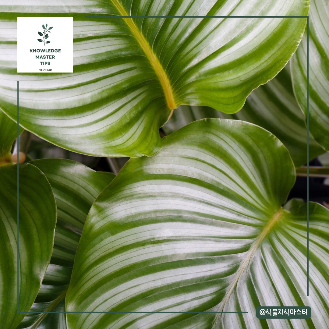 초미세먼지 잡는 실내 식물 - 칼라데아 오르비폴리아