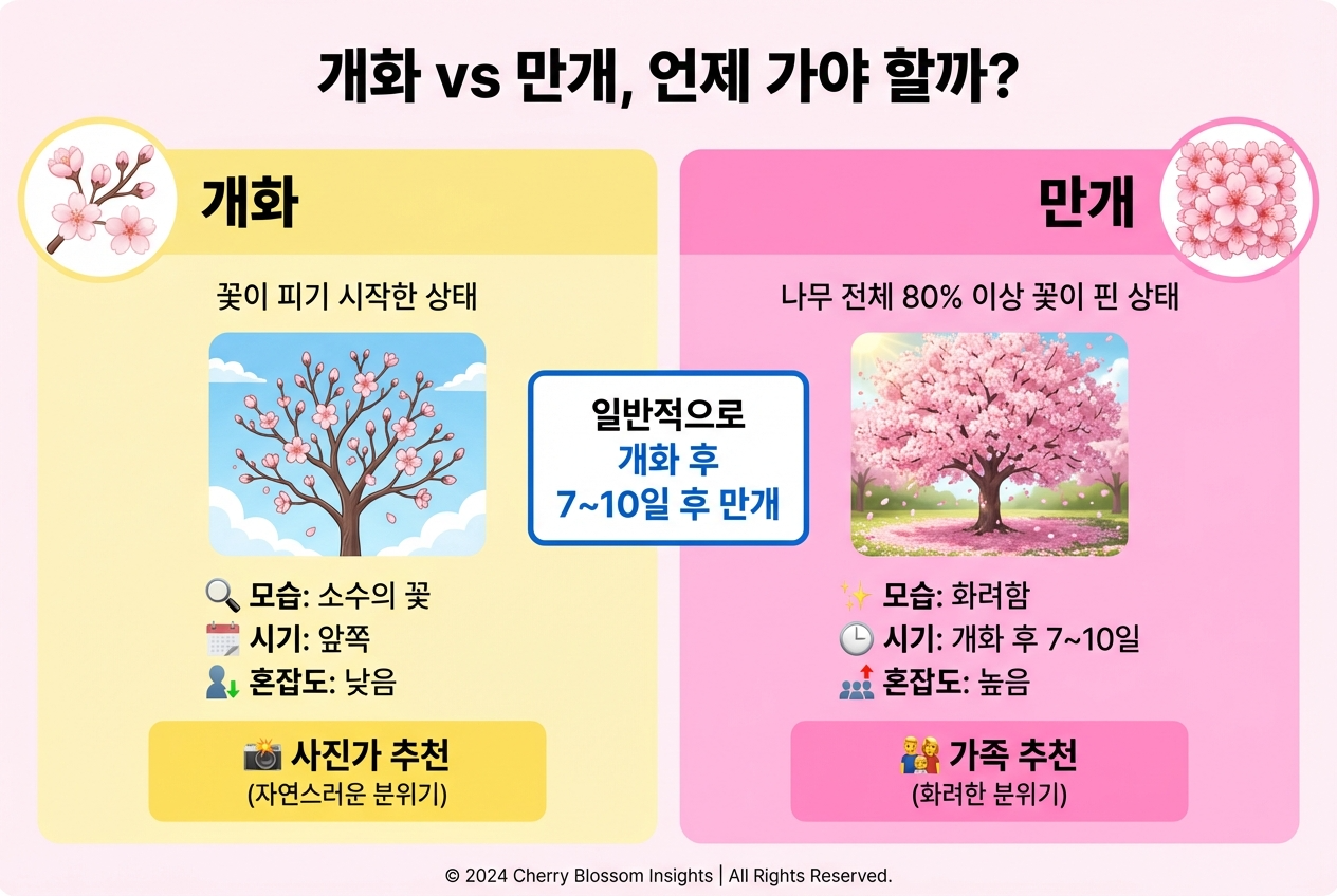 Alt 태그: "벚꽃 개화 vs 만개 비교, 개화 후 7~10일 후 만개 상태 설명"