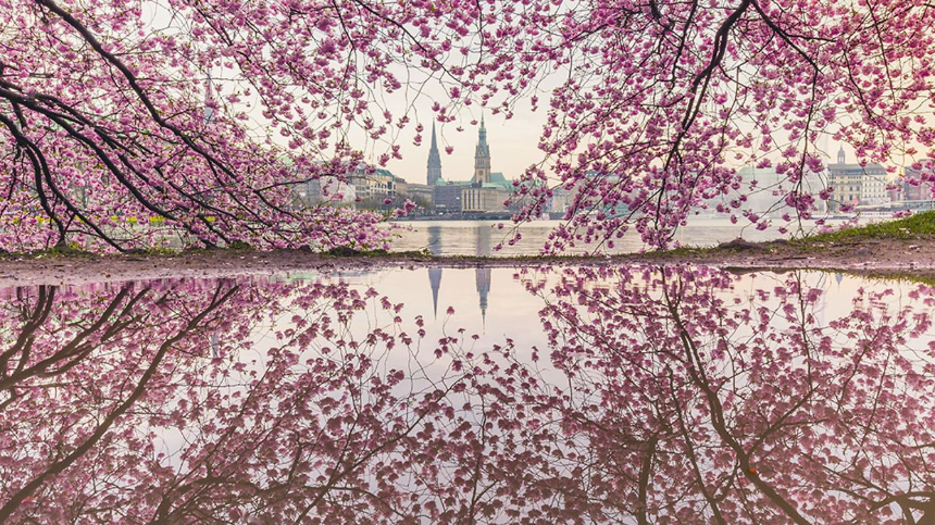 벚꽃과 어울리는 감성 글귀 모음