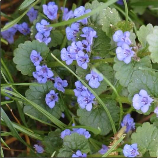 금전초 효능 및 다양한 활용법과 주의점