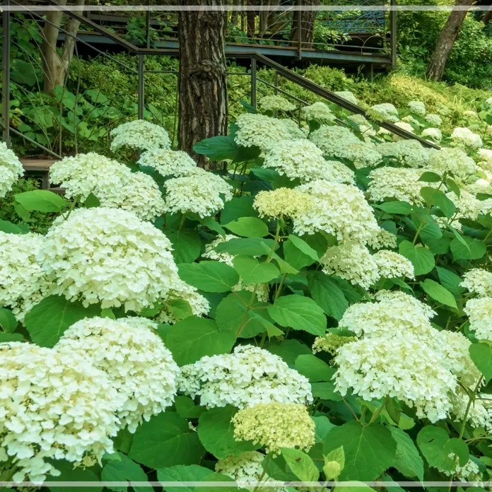화담숲-예약하기-입장료-운영시간