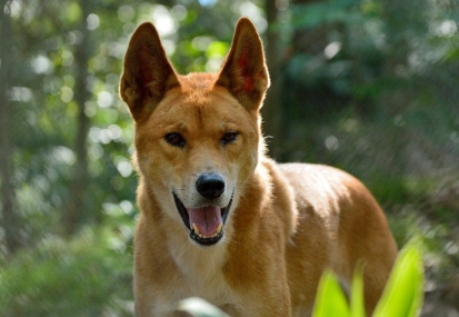 입을 벌리고 있는 딩고.
