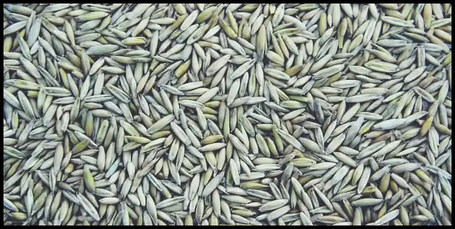 파로 곡물 효능 및 부작용과 먹는 법