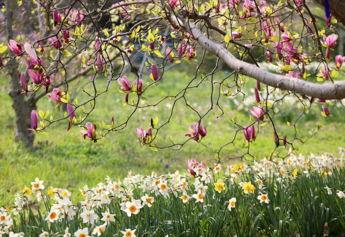 천리포수목원 봄