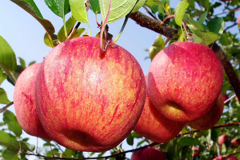 단북면 나무에 사과가 달려있다