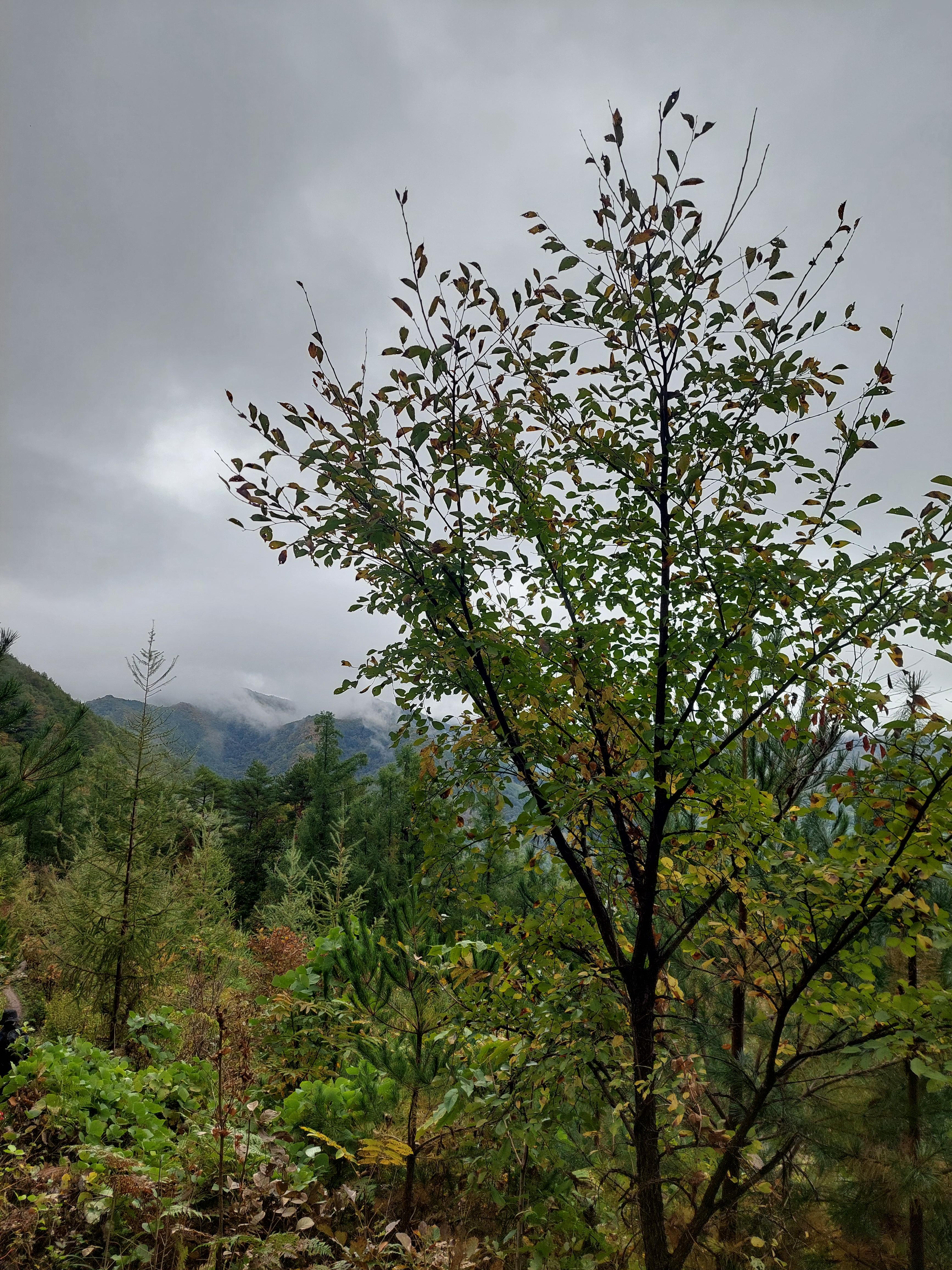 민둥산