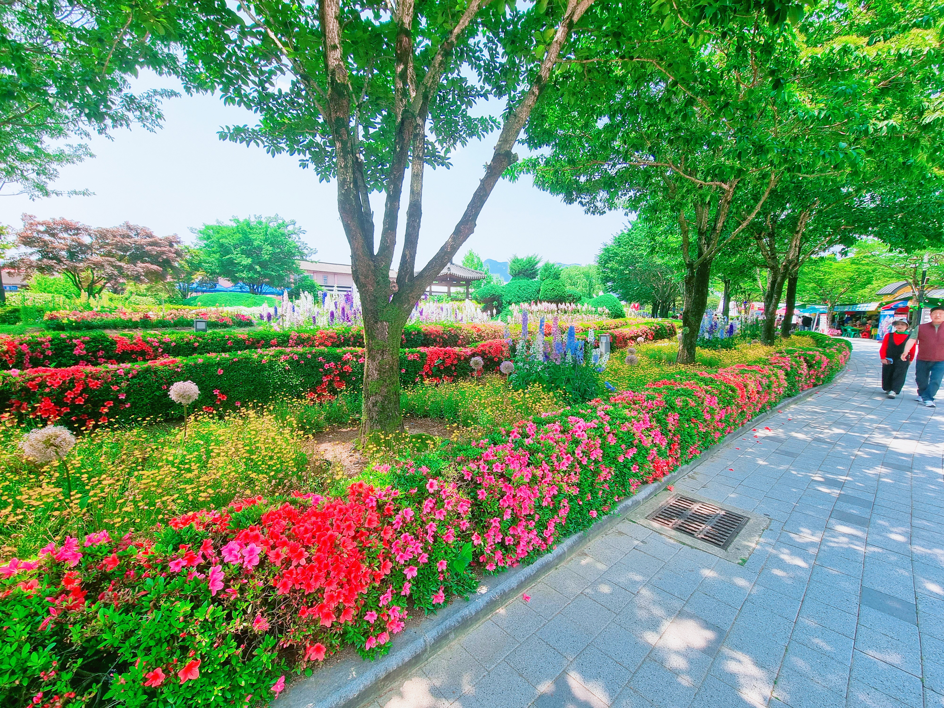 곡성 기차마을 장미공원 사진