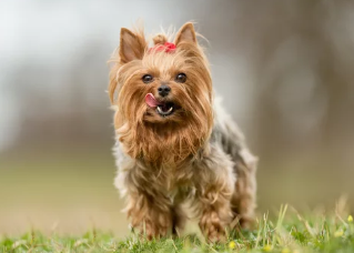 요크셔 테리어/출처:어도비스톡