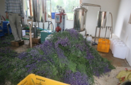 하늬팜 라벤더축제 개화상황