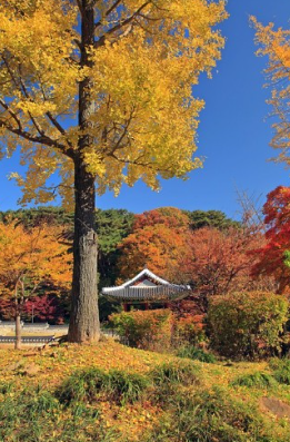 서울 근교 단풍 명소 BEST 5 , 화담숲 예약 모노레일 예약 방법