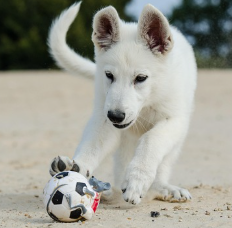 강아지 나오는 꿈 해몽, 상징적 의미와 상황별 해석(+태몽 확인)
