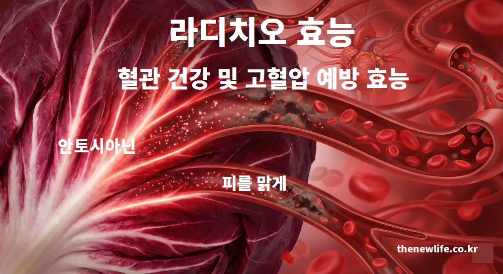 라디치오 효능 중 고혈압 예방과 혈관 청소 작용을 돕는 안토시아닌 성분 설명