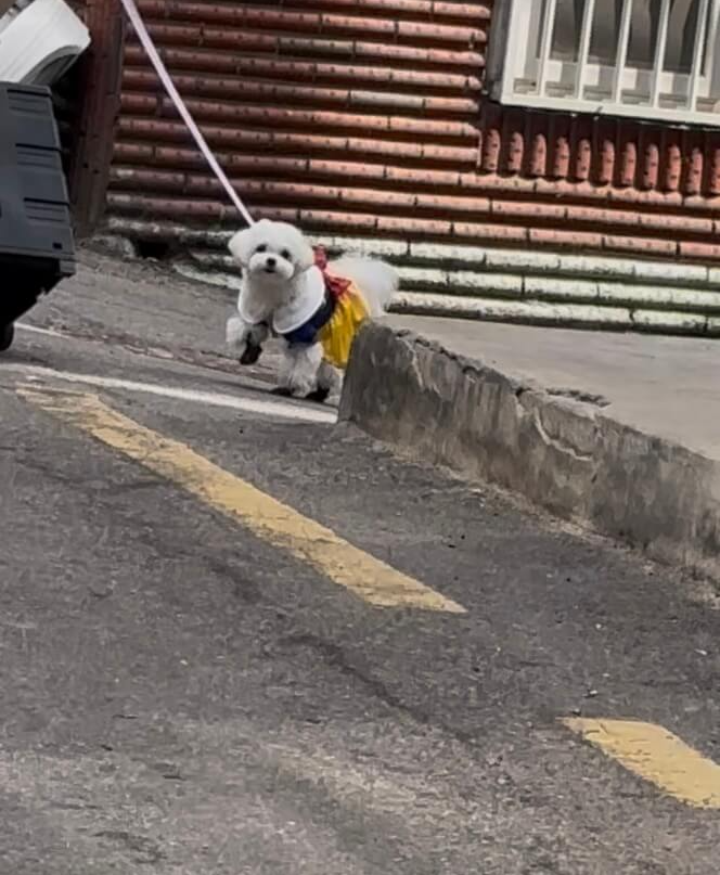 백설 공주 옷을 입은 송이 모습