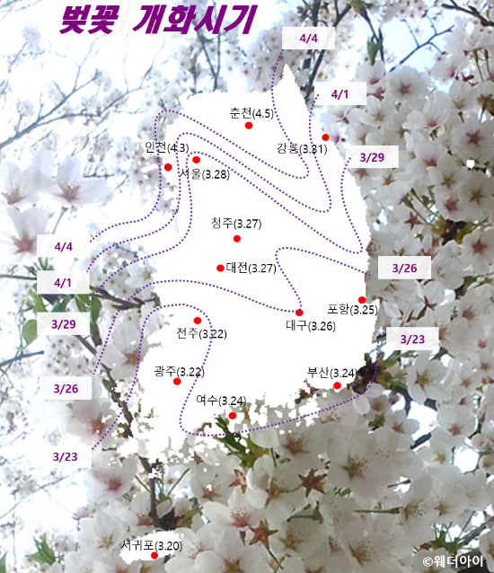 벚꽃 개화시기