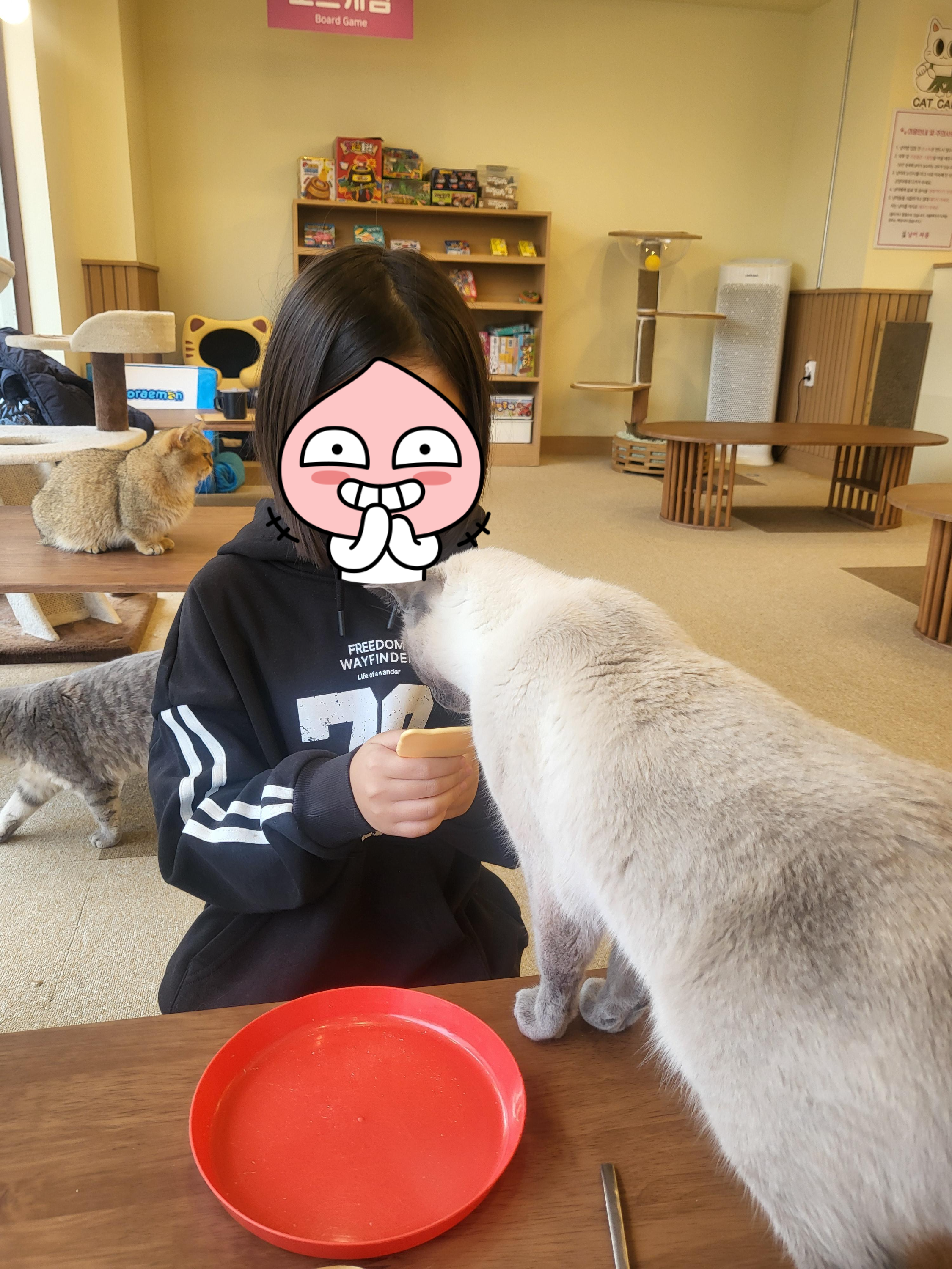 청주 성안길 아이와 가볼만한 곳&amp;#44; 고양이 카페 &amp;#39;냥이싸롱&amp;#39; 힐링 후기 (입장료/간식/방학나들이)
