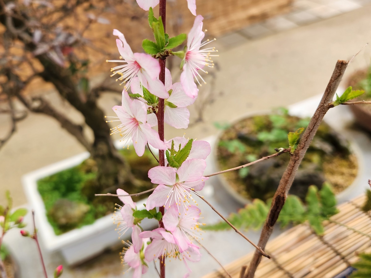 산옥매
