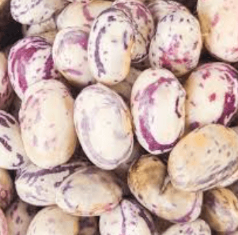 호랑이콩 순지르기